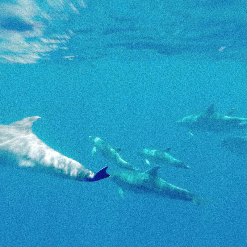 Delfines | Excursión en velero por Ibiza y Formentera