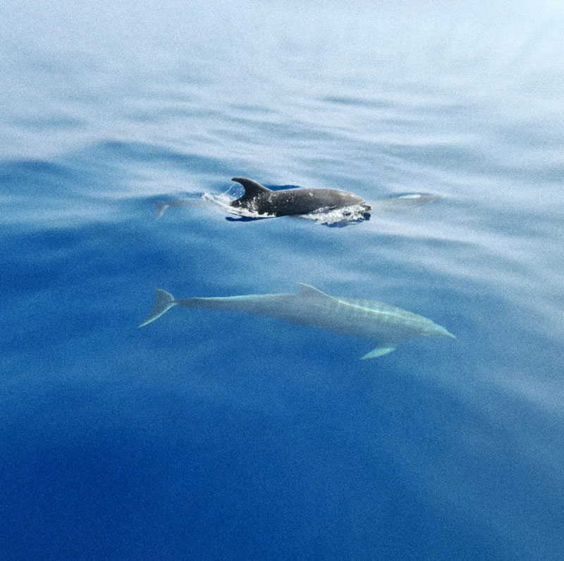 Delfines - Excursión en velero por Ibiza y Formentera